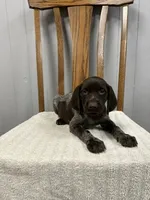 Quinn, a female German Shorthaired Pointer for sale in Stevens, PA – 3 of 3