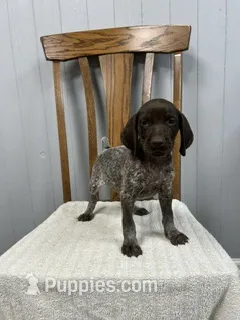 Nikki – German Shorthaired Pointer puppy for sale in Stevens, PA
