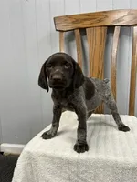 Quinn, a female German Shorthaired Pointer for sale in Stevens, PA – 2 of 3