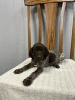 Nikki, a female German Shorthaired Pointer for sale in Stevens, PA – 2 of 3