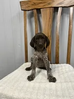 Nikki, a female German Shorthaired Pointer for sale in Stevens, PA – 3 of 3