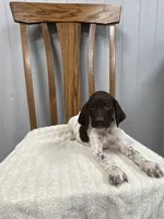 Chance, a male German Shorthaired Pointer for sale in Stevens, PA – 3 of 3