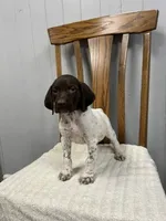 Chance, a male German Shorthaired Pointer for sale in Stevens, PA – 1 of 3