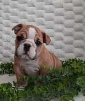 processed/030db2a9-ed2c-4297-bdad-445c71ab8f74/listing/d6b8cf48-9f0b-40f5-bc48-7e2580e59e43/66f721f9-8e23-478f-8e33-87037df54a68