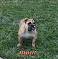 Dana, a female English Bulldog for sale in Millersburg, OH – Photo 7 of 8