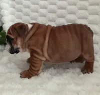 Dana, a female English Bulldog for sale in Millersburg, OH – Photo 5 of 8