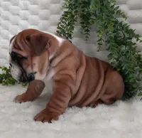 Dana, a female English Bulldog for sale in Millersburg, OH – Photo 3 of 8