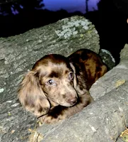 Benji, a male Miniature Dachshund for sale in Austin, TX – 1 of 1