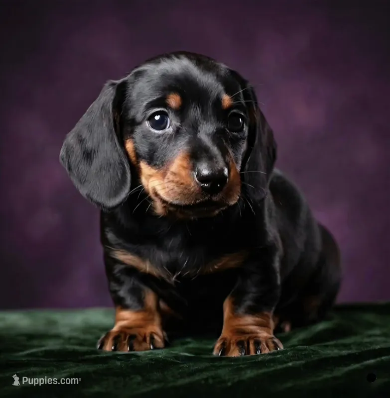 Billy – Miniature Dachshund puppy for sale in Austin, TX