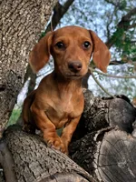 processed/0311195b-a057-478d-b7d9-413adc54879f/listing/2b944292-237a-4b4a-9fce-16b688411e84/63d26912-dc4f-4d53-adec-2923b8626df7