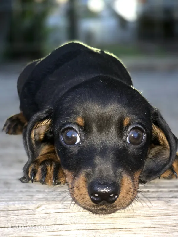 Robert – Miniature Dachshund puppy for sale in Austin, TX