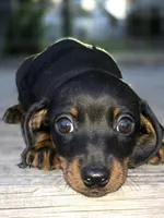 Robert, a male Miniature Dachshund for sale in Austin, TX – 1 of 1