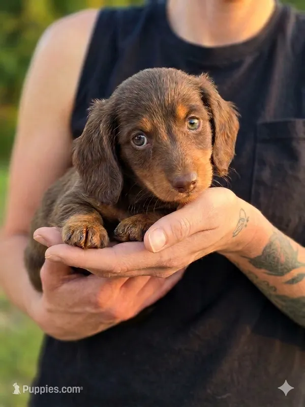 Bobby – Miniature Dachshund puppy for sale in Austin, TX