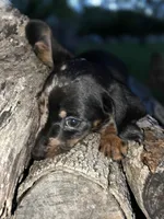 Sammy, a male Miniature Dachshund for sale in Austin, TX – Photo 1 of 3