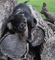 Sammy, a male Miniature Dachshund for sale in Austin, TX – Photo 2 of 3