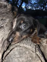 Sammy, a male Miniature Dachshund for sale in Austin, TX – Photo 3 of 3