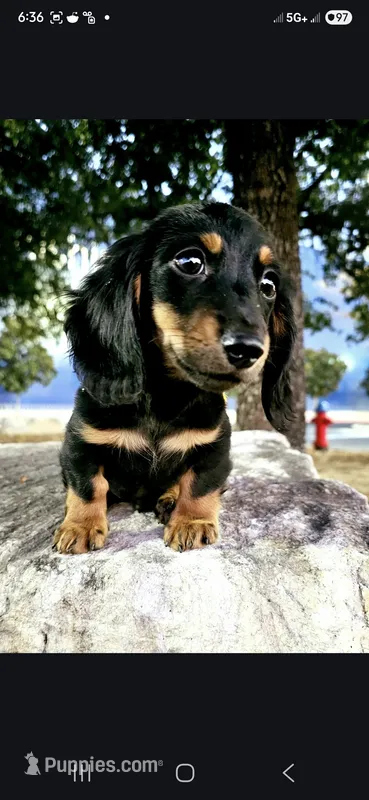 Donny The Black & Tan Longhair