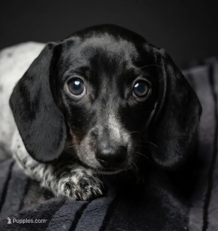 Jenny – Miniature Dachshund puppy for sale in Austin, TX