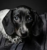 Jenny, a female Miniature Dachshund for sale in Austin, TX – 1 of 1