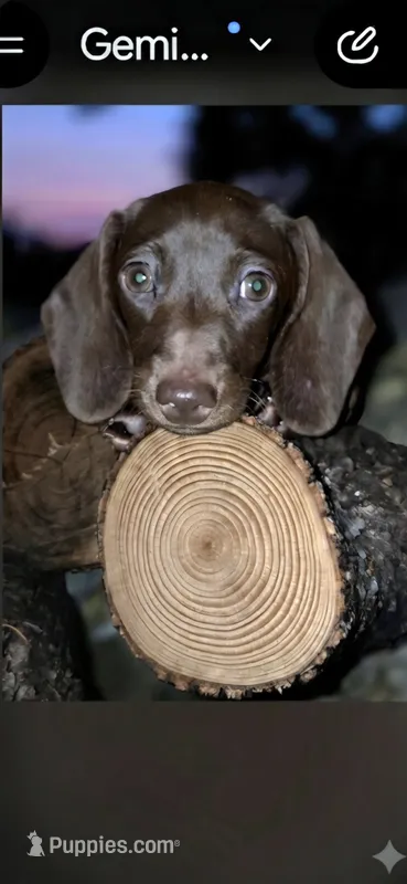 Georgie – Miniature Dachshund puppy for sale in Austin, TX