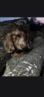Benji, a male Miniature Dachshund for sale in Austin, TX – 3 of 3