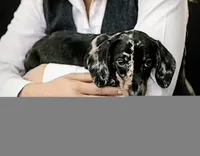 Elvis, a male Miniature Dachshund for sale in Austin, TX – 2 of 2