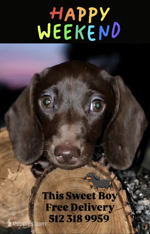 Georgie – Miniature Dachshund puppy for sale in Austin, TX