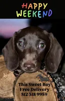 Georgie, a male Miniature Dachshund for sale in Austin, TX – 1 of 2