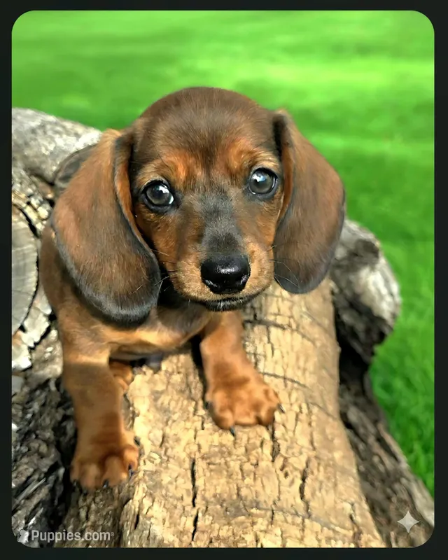 Sammy, a male Miniature Dachshund for sale in Austin, TX – 1 of 1