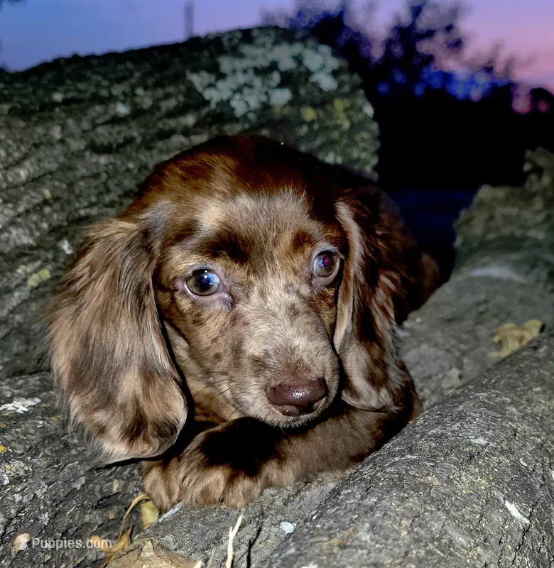 Benji – Miniature Dachshund puppy for sale in Austin, TX