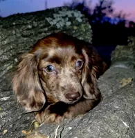 Benji, a male Miniature Dachshund for sale in Austin, TX – 1 of 3