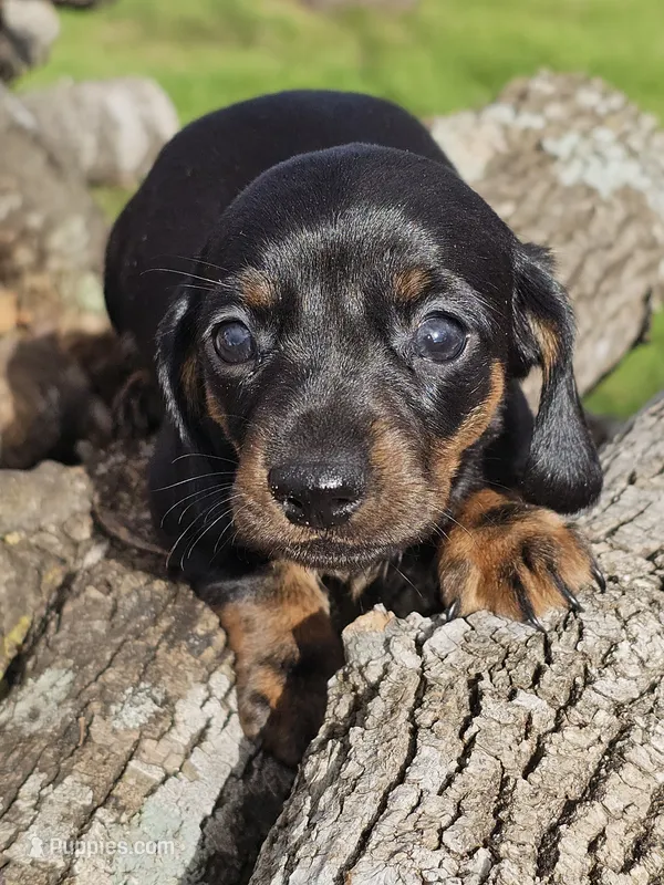 Tommy – Miniature Dachshund puppy for sale in Austin, TX