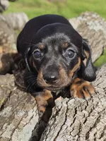 Tommy, a male Miniature Dachshund for sale in Austin, TX – 1 of 1