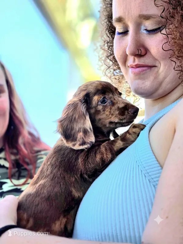 Benji – Miniature Dachshund puppy for sale in Austin, TX