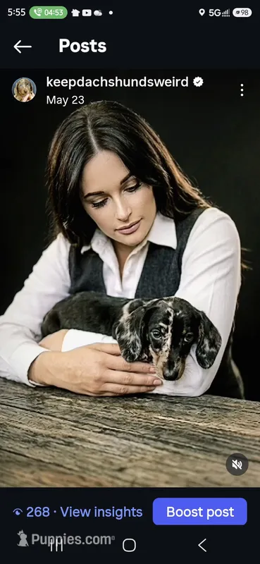 Elvis – Miniature Dachshund puppy for sale in Austin, TX