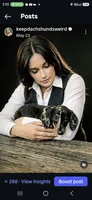 Elvis, a male Miniature Dachshund for sale in Austin, TX – 1 of 2