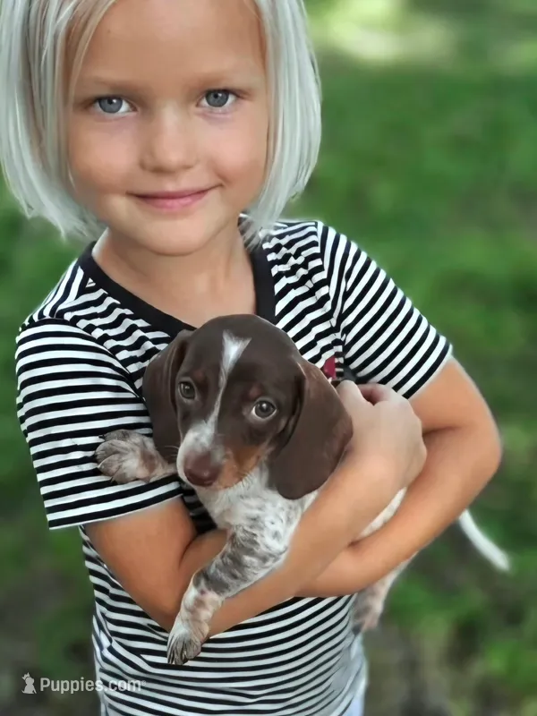 Sarah – Miniature Dachshund puppy for sale in Austin, TX
