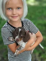 Sarah, a female Miniature Dachshund for sale in Austin, TX – 1 of 1