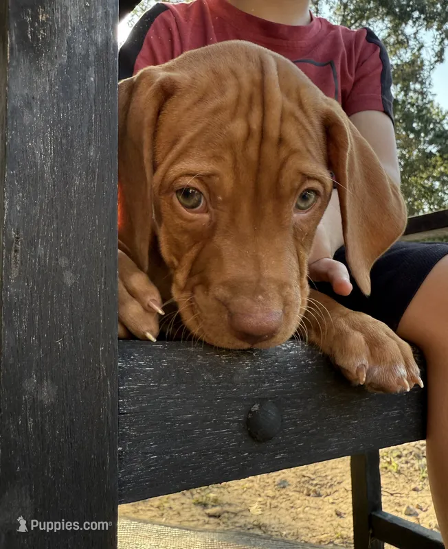 Green – Vizsla puppy for sale in Fortuna, MO