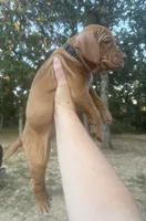 Green, a male Vizsla for sale in Fortuna, MO – 3 of 4