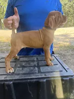 Green, a male Vizsla for sale in Fortuna, MO – 4 of 8