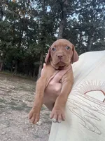 Green, a male Vizsla for sale in Fortuna, MO – 4 of 4