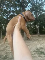 Blue, a male Vizsla for sale in Fortuna, MO – 4 of 4