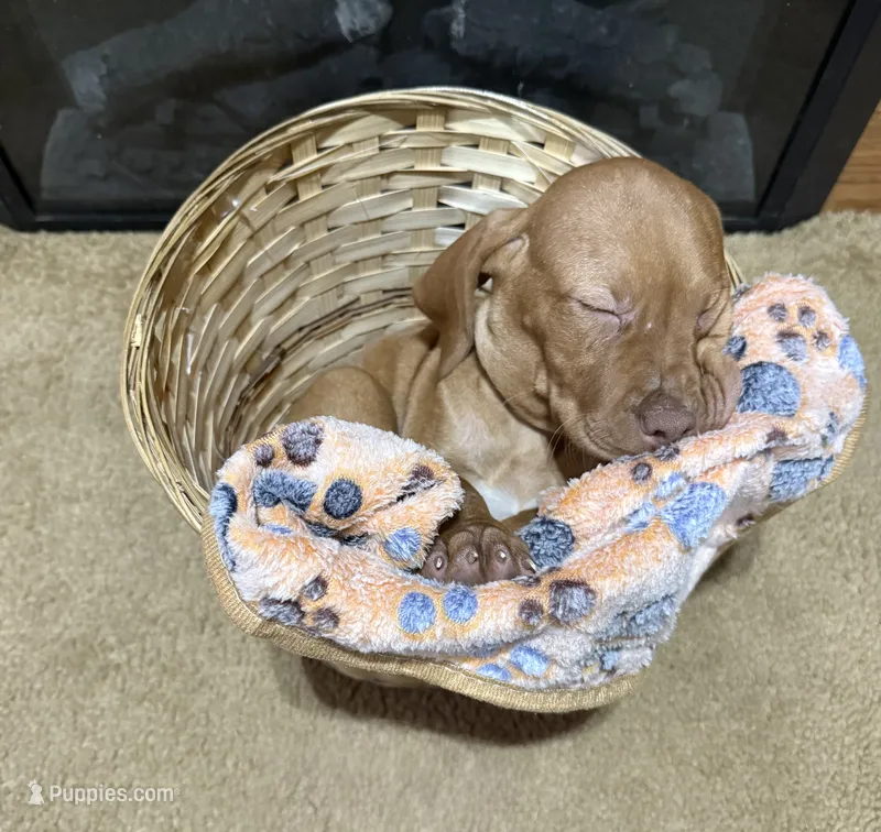 Girl – Vizsla puppy for sale in Fortuna, MO