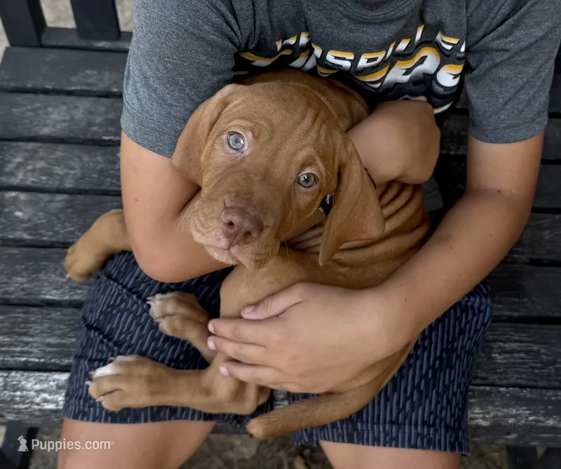 Blue – Vizsla puppy for sale in Fortuna, MO