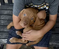 Blue, a male Vizsla for sale in Fortuna, MO – 1 of 8