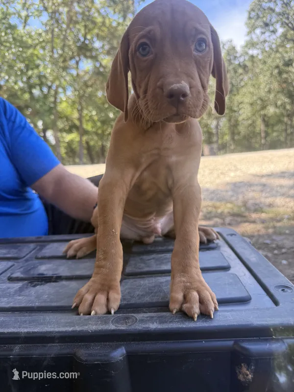 Green – Vizsla puppy for sale in Fortuna, MO