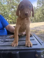Green, a male Vizsla for sale in Fortuna, MO – 2 of 8