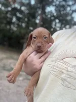 Blue, a male Vizsla for sale in Fortuna, MO – 2 of 4