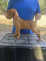 Blue, a male Vizsla for sale in Fortuna, MO – 5 of 8